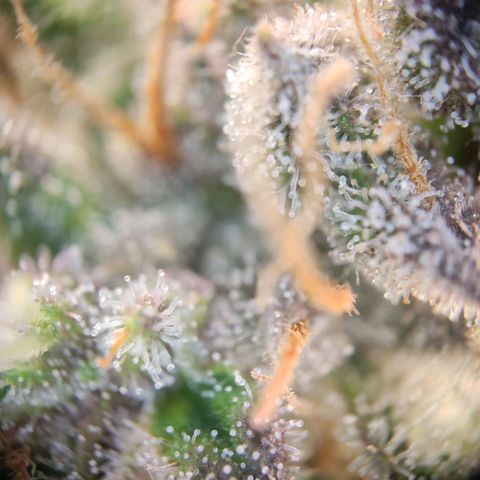 Margit growlog timeline photo