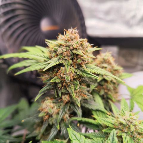 Margit growlog timeline photo