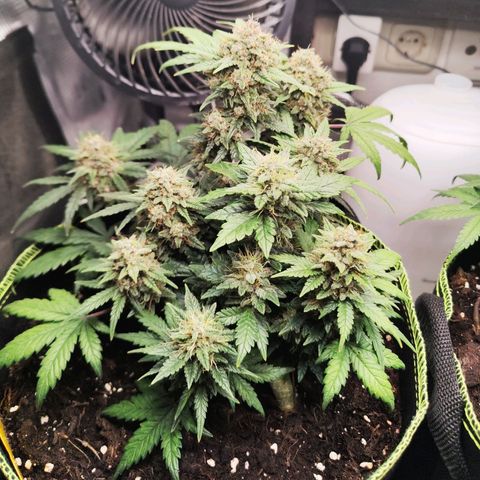 Margit growlog timeline photo