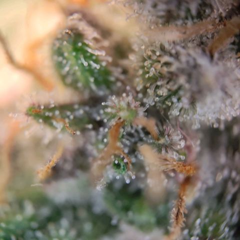 Margit growlog timeline photo