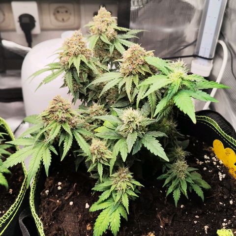 Destiny growlog timeline photo