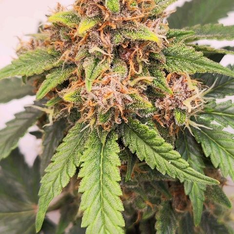 Destiny growlog timeline photo