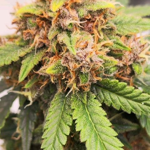 Destiny growlog timeline photo