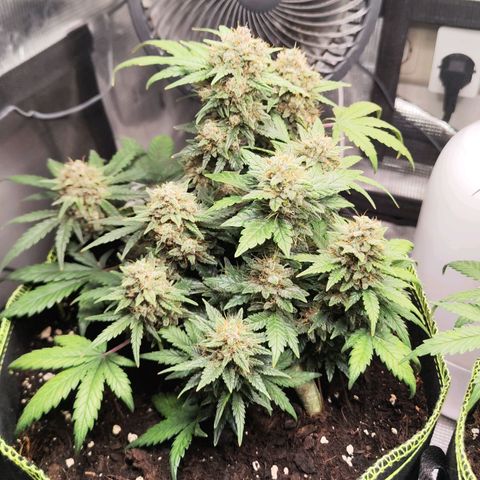 Margit growlog timeline photo