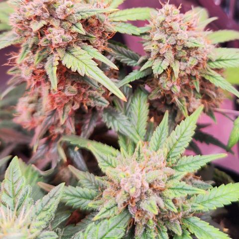 Margit growlog timeline photo