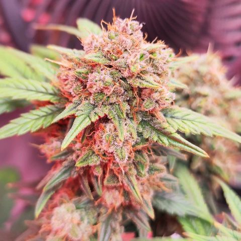 Margit growlog timeline photo