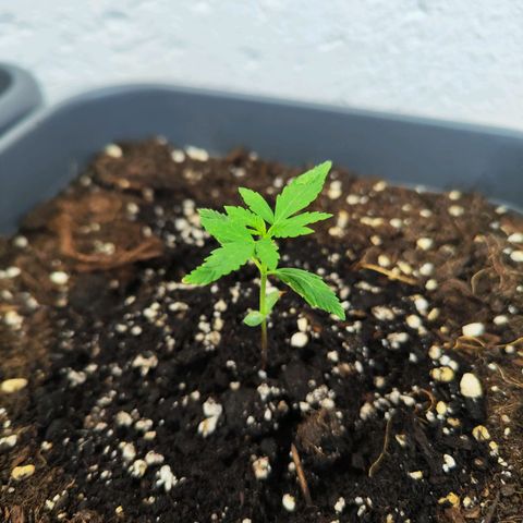 Edith growlog timeline photo