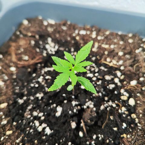 Edith growlog timeline photo