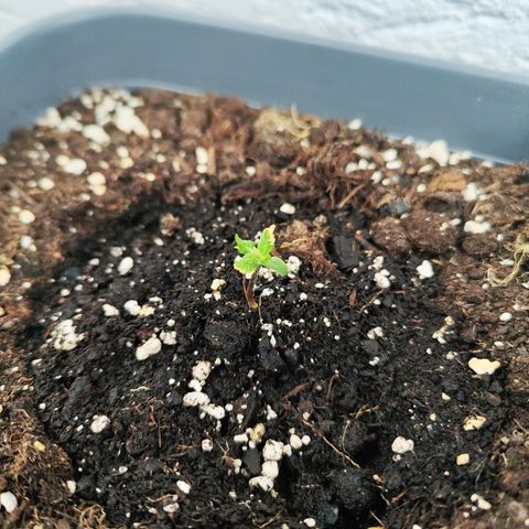 Linda growlog timeline photo