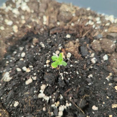 Linda growlog timeline photo