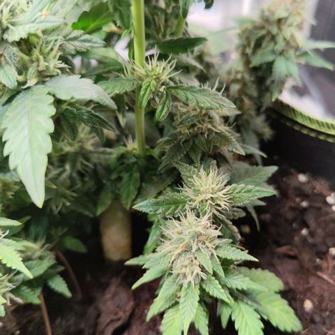 Destiny growlog timeline photo