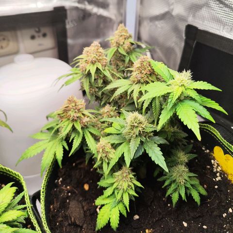 Destiny growlog timeline photo