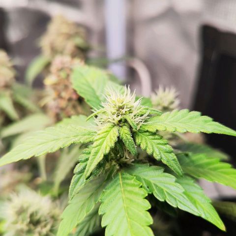 Destiny growlog timeline photo