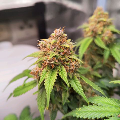 Destiny growlog timeline photo