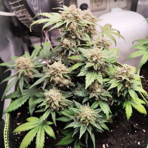 Margit growlog timeline photo