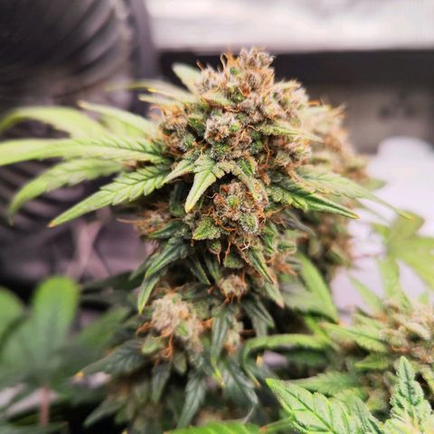 Margit growlog timeline photo