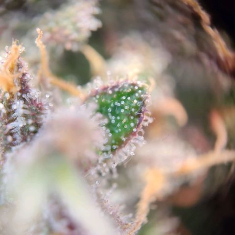 Margit growlog timeline photo