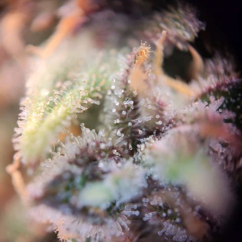 Margit growlog timeline photo