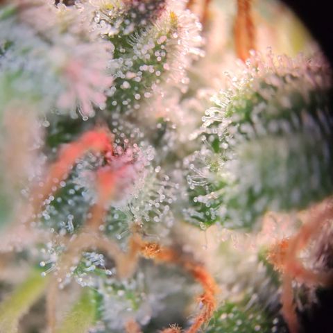 Margit growlog timeline photo