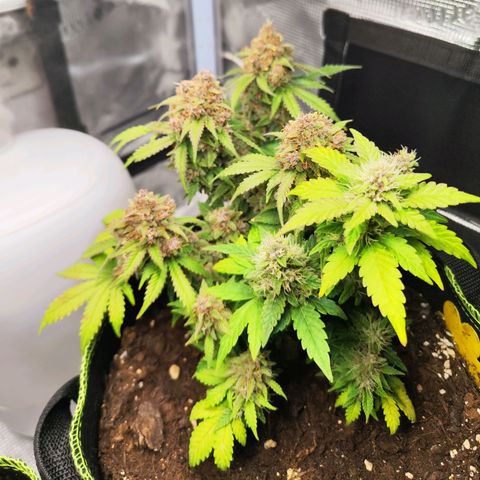 Destiny growlog timeline photo