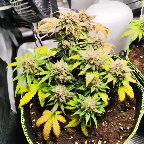 Margit growlog timeline photo