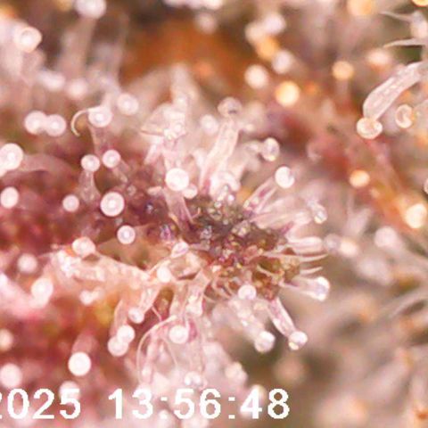 Destiny growlog timeline photo