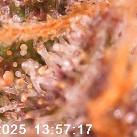 Destiny growlog timeline photo