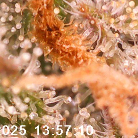 Destiny growlog timeline photo