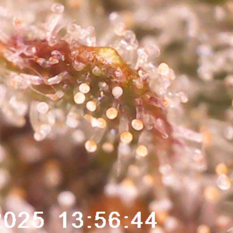 Destiny growlog timeline photo