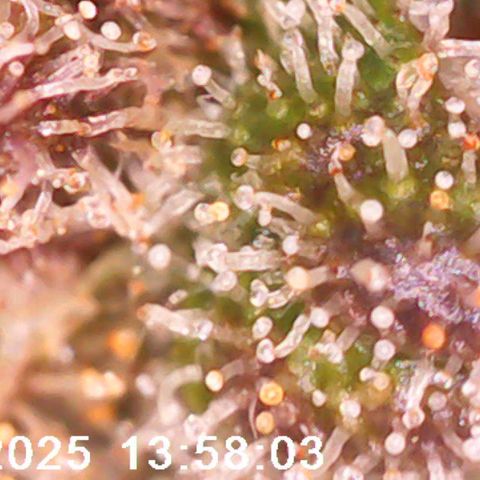 Margit growlog timeline photo