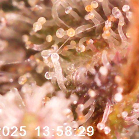 Margit growlog timeline photo