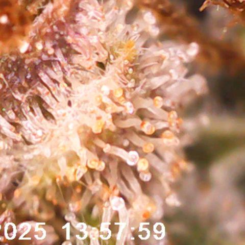 Margit growlog timeline photo