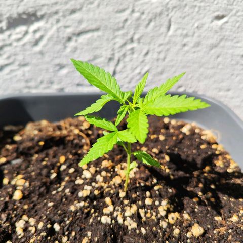 Edith growlog timeline photo