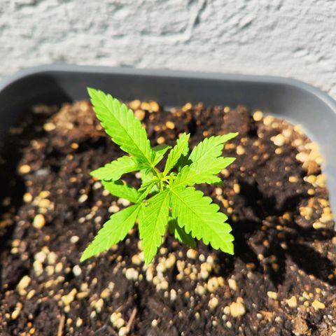Edith growlog timeline photo