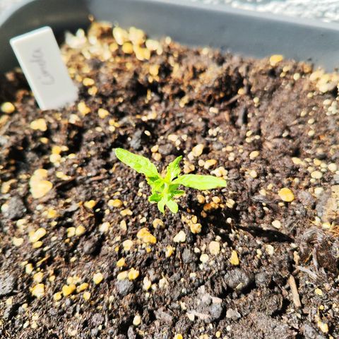 Linda growlog timeline photo
