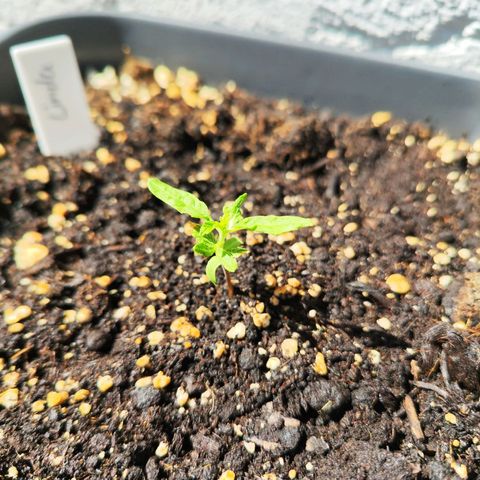 Linda growlog timeline photo