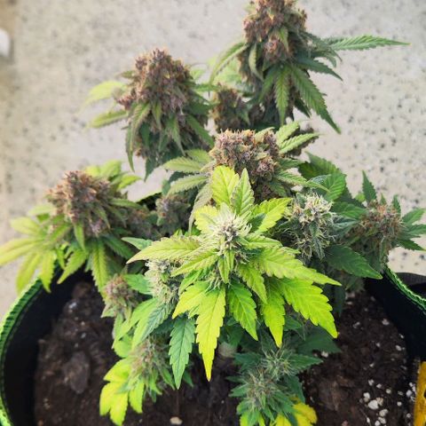 Destiny growlog timeline photo