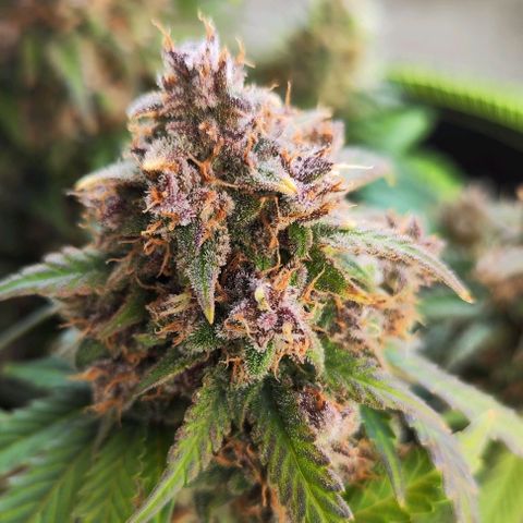 Destiny growlog timeline photo