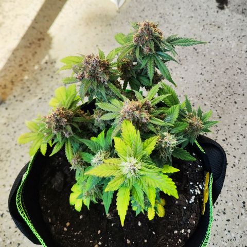 Destiny growlog timeline photo