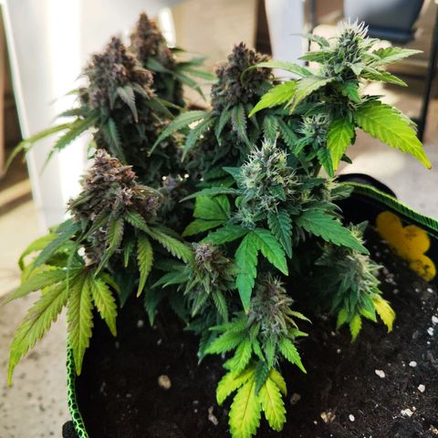 Destiny growlog timeline photo