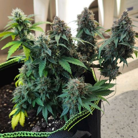 Destiny growlog timeline photo