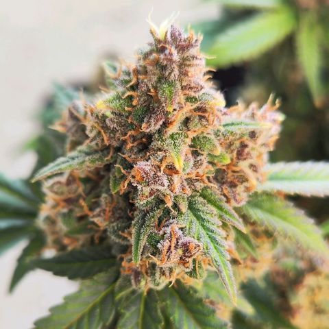 Destiny growlog timeline photo