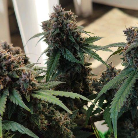 Destiny growlog timeline photo