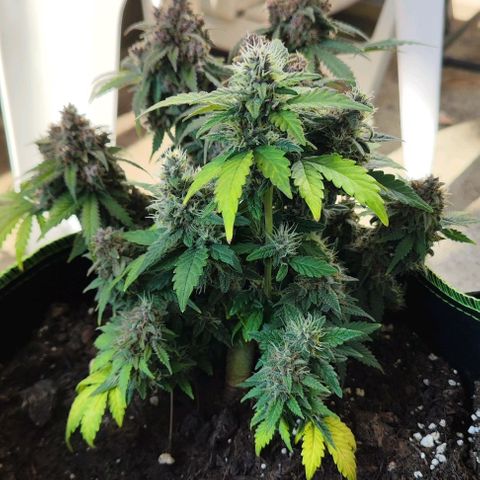 Destiny growlog timeline photo