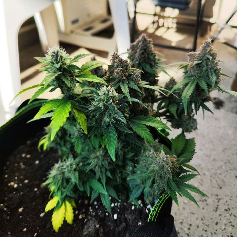 Destiny growlog timeline photo