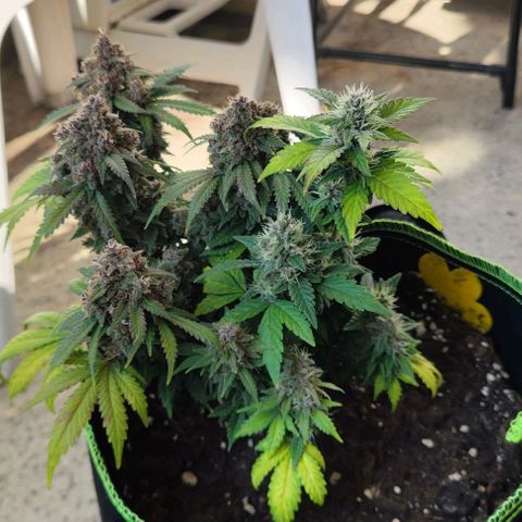 Destiny growlog timeline photo