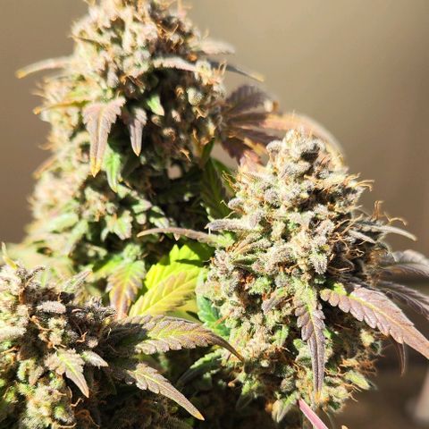 Margit growlog timeline photo