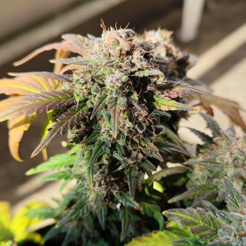 Margit growlog timeline photo