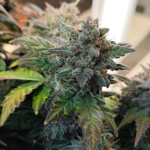 Margit growlog timeline photo