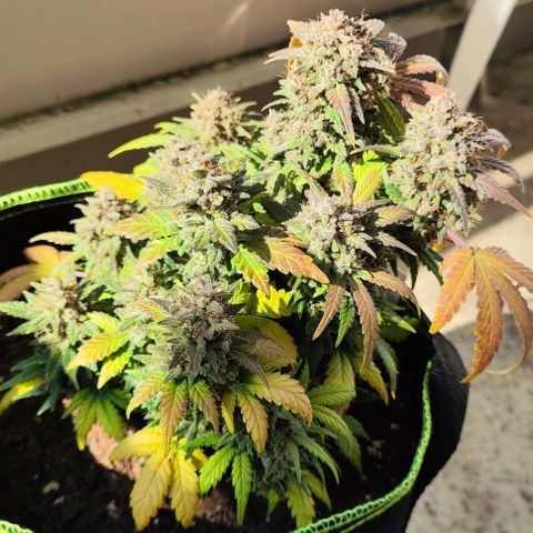 Margit growlog timeline photo